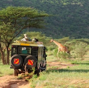Wildlife Safari